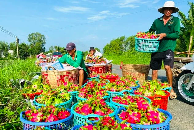 Mỗi ngày có hàng nghìn tấn thanh long, xoài, mít ùn ùn xuất khẩu sang Trung Quốc- Ảnh 1. Mỗi ngày có hàng nghìn tấn thanh long, xoài, mít ùn ùn xuất khẩu sang Trung Quốc- Ảnh 1.