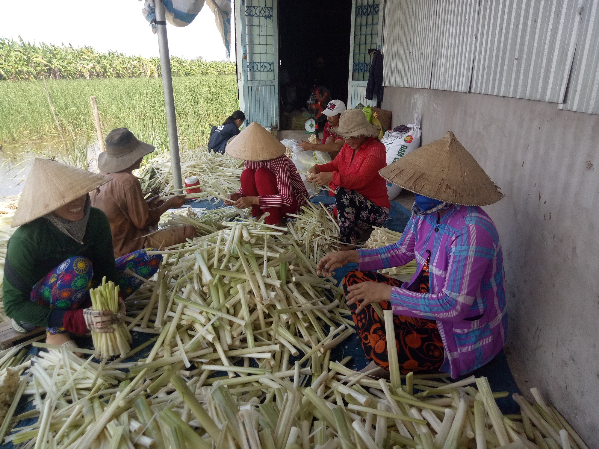 Cà Mau: Rà soát tình hình phụ nữ mất việc trở về địa phương- Ảnh 1. Cà Mau: Rà soát tình hình phụ nữ mất việc trở về địa phương- Ảnh 1.