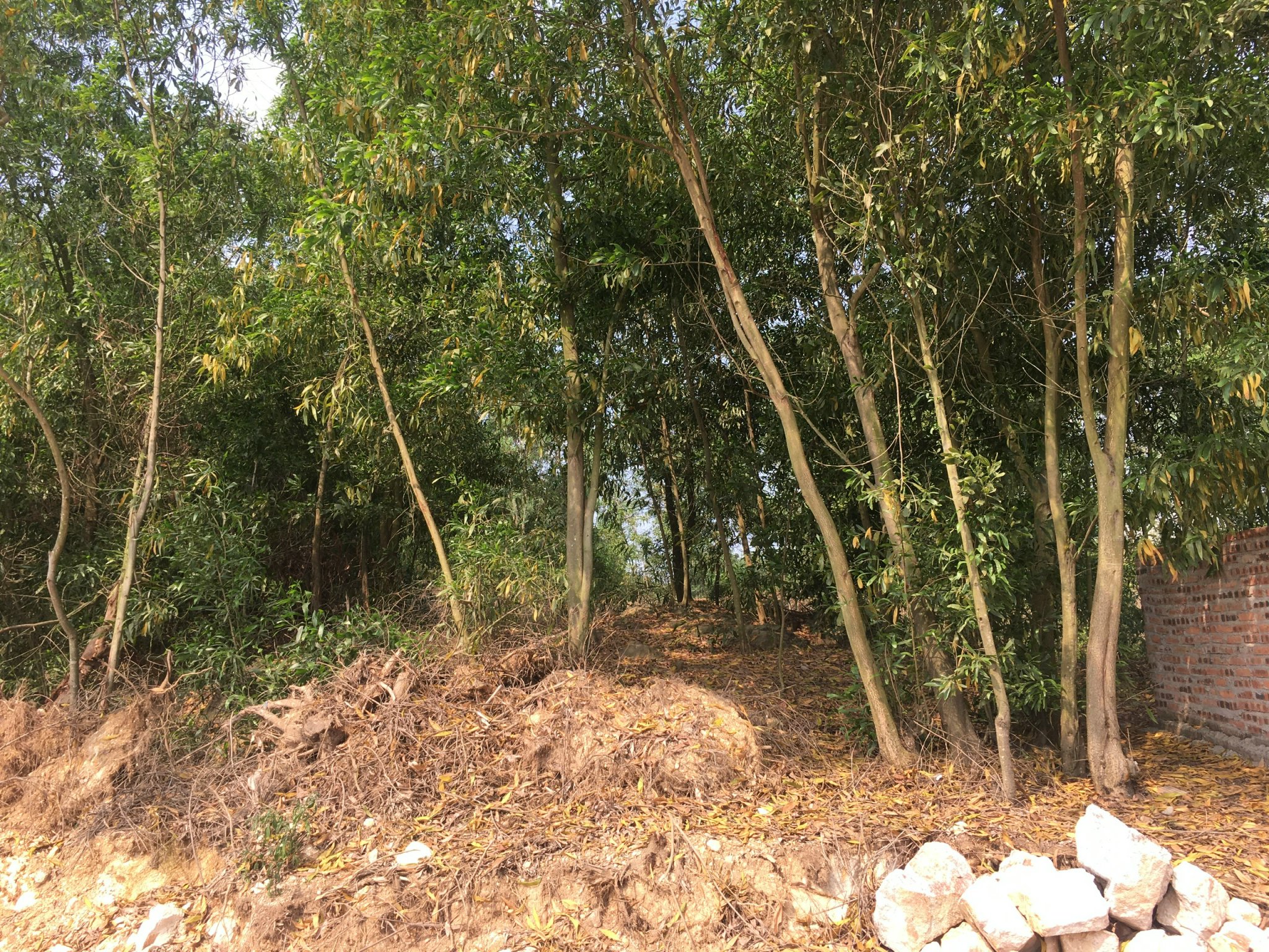 Sở TN-MT tỉnh Hải Dương nói gì việc doanh nghiệp từ chối dự án trúng đấu giá?- Ảnh 1. Sở TN-MT tỉnh Hải Dương nói gì việc doanh nghiệp từ chối dự án trúng đấu giá?- Ảnh 1.