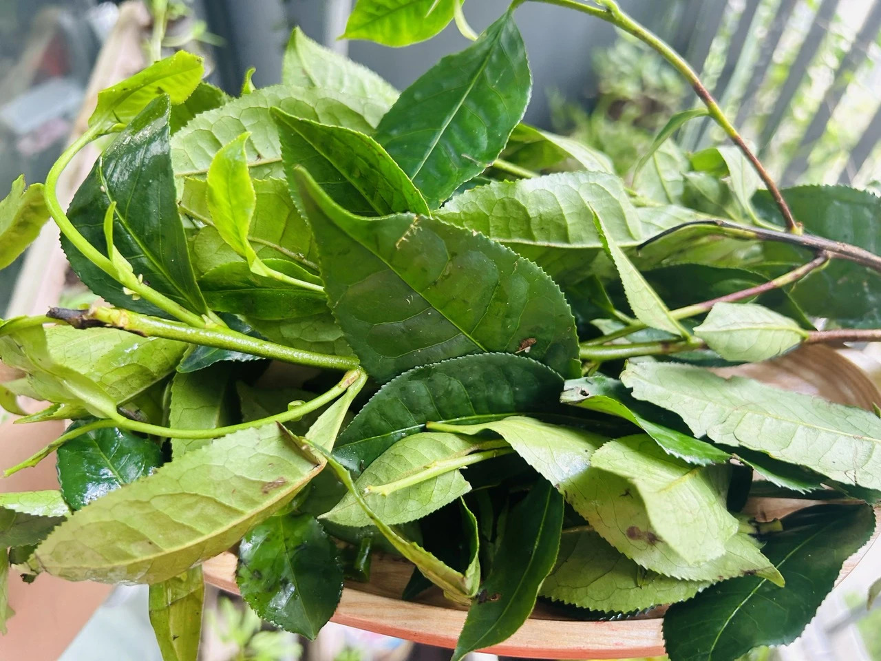 Uống chè xanh hằng ngày tốt cho sức khỏe- Ảnh 1. Uống chè xanh hằng ngày tốt cho sức khỏe- Ảnh 1.