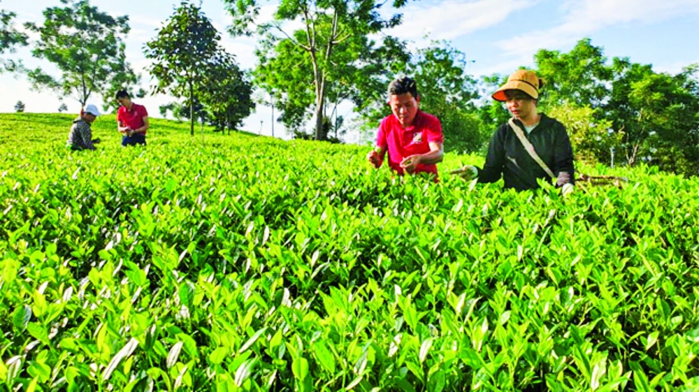 Đồi chè xanh hữu cơ Trung Long đạt tiêu chuẩn OCOP 4 sao phát triển từ nguồn vốn vay Agribank Đồi chè xanh hữu cơ Trung Long đạt tiêu chuẩn OCOP 4 sao phát triển từ nguồn vốn vay Agribank