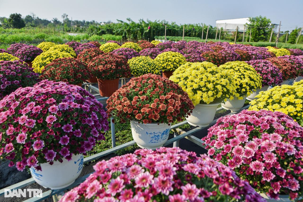 Thủ phủ hoa lớn nhất miền Tây vào vụ Tết - 11 Thủ phủ hoa lớn nhất miền Tây vào vụ Tết - 11