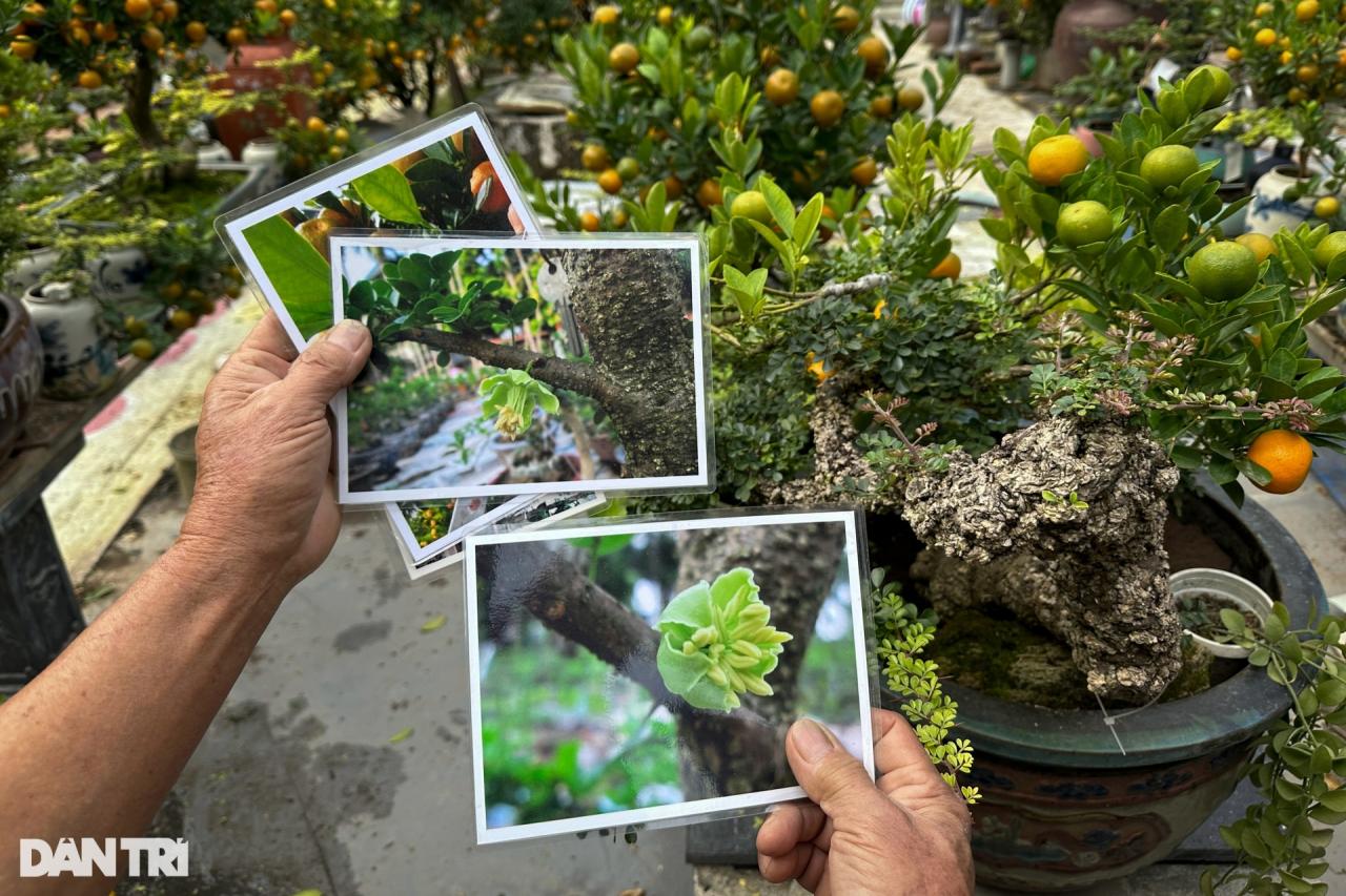 Chủ vườn Hà Nội ghép quất với cây lạ bán Tết thu hàng trăm triệu đồng - 7 Chủ vườn Hà Nội ghép quất với cây lạ bán Tết thu hàng trăm triệu đồng - 7