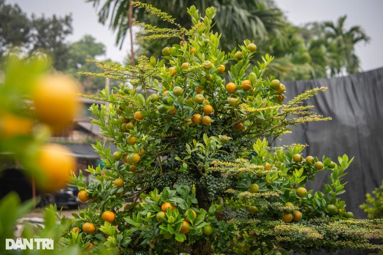 Chủ vườn Hà Nội ghép quất với cây lạ bán Tết thu hàng trăm triệu đồng - 3 Chủ vườn Hà Nội ghép quất với cây lạ bán Tết thu hàng trăm triệu đồng - 3