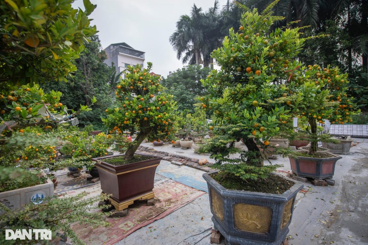 Chủ vườn Hà Nội ghép quất với cây lạ bán Tết thu hàng trăm triệu đồng - 4 Chủ vườn Hà Nội ghép quất với cây lạ bán Tết thu hàng trăm triệu đồng - 4