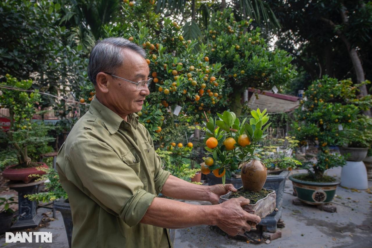 Chủ vườn Hà Nội ghép quất với cây lạ bán Tết thu hàng trăm triệu đồng - 13 Chủ vườn Hà Nội ghép quất với cây lạ bán Tết thu hàng trăm triệu đồng - 13