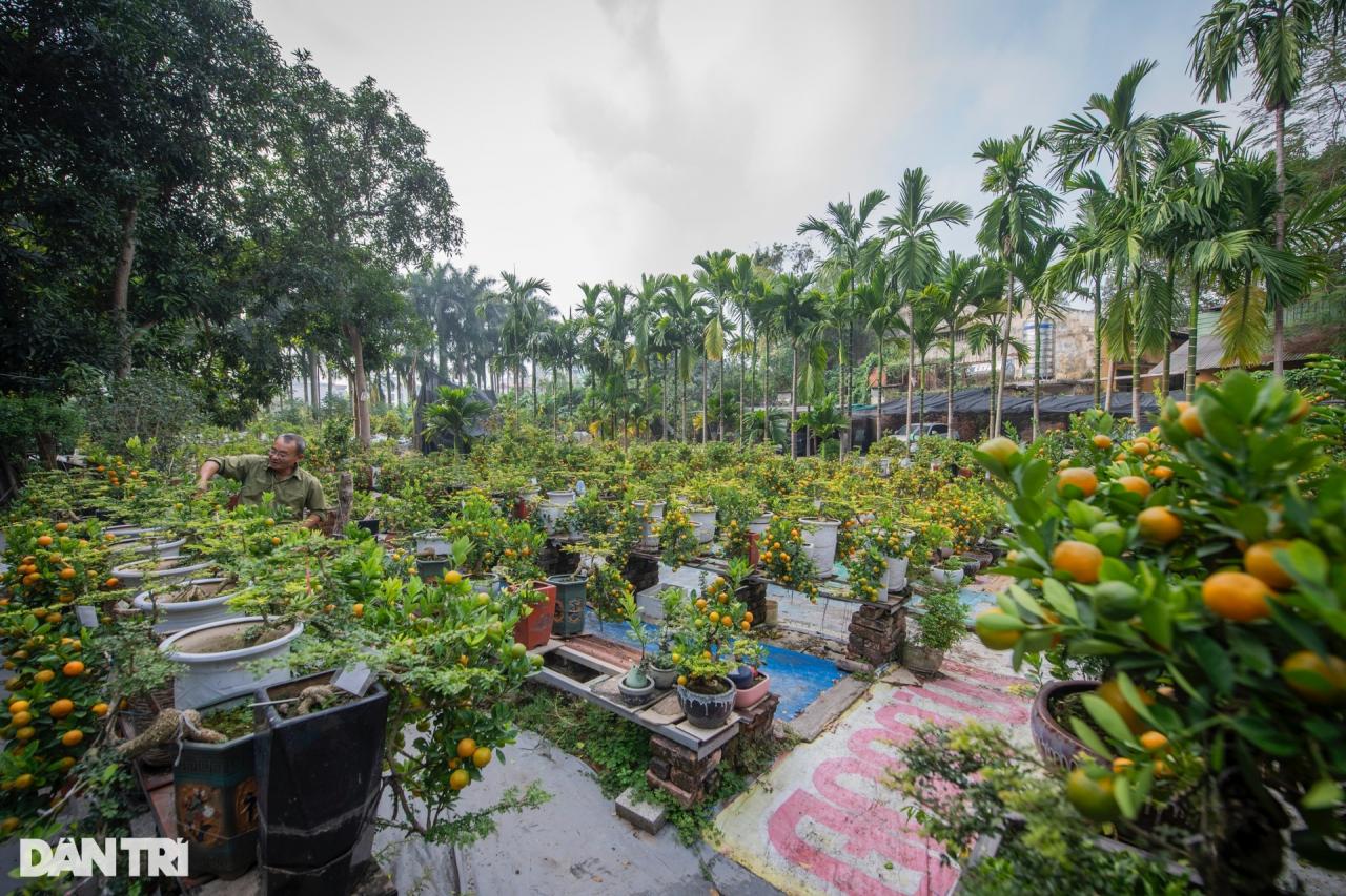 Chủ vườn Hà Nội ghép quất với cây lạ bán Tết thu hàng trăm triệu đồng - 1 Chủ vườn Hà Nội ghép quất với cây lạ bán Tết thu hàng trăm triệu đồng - 1