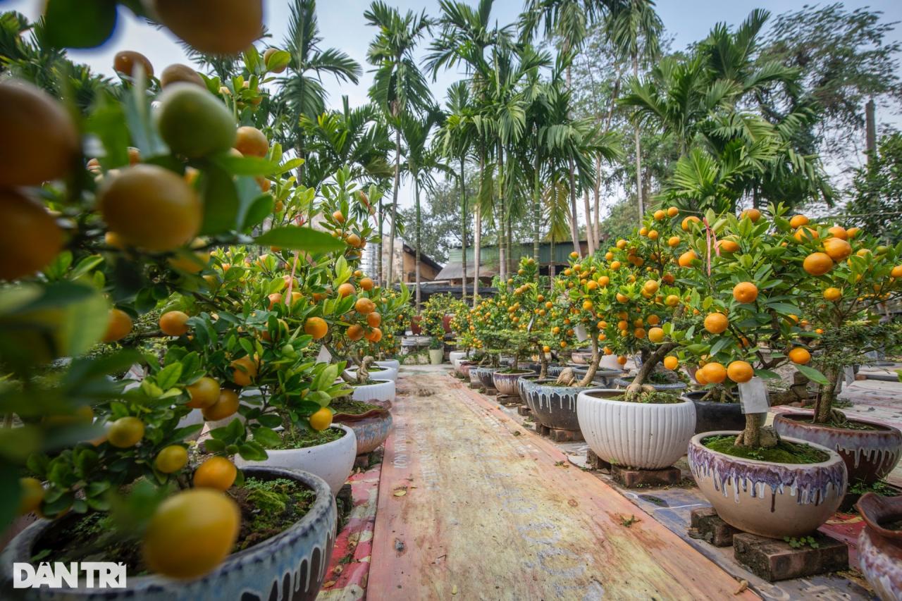 Chủ vườn Hà Nội ghép quất với cây lạ bán Tết thu hàng trăm triệu đồng - 11 Chủ vườn Hà Nội ghép quất với cây lạ bán Tết thu hàng trăm triệu đồng - 11