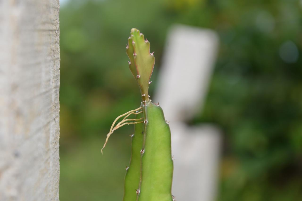 Mầm xanh Trường Sa