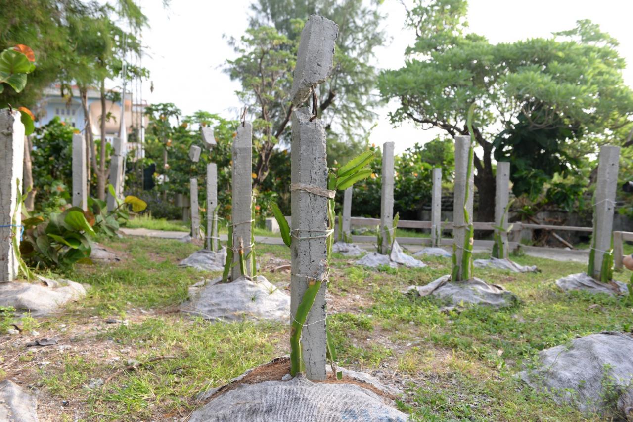 05-4 - Vietnam.vn Mầm xanh Trường Sa