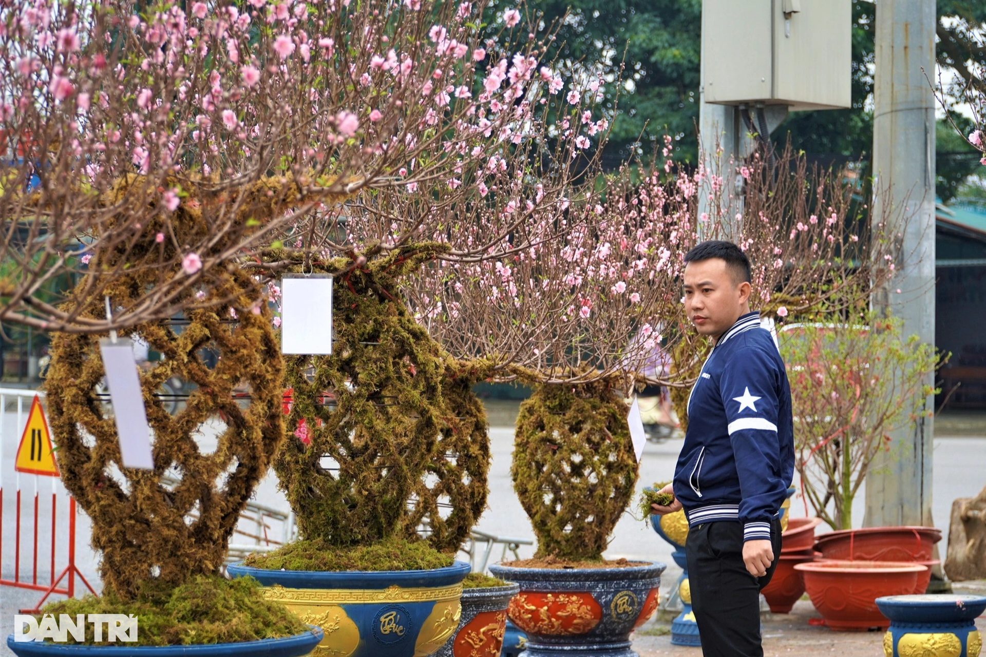 Đào lộc bình độc lạ giá trên dưới 10 triệu đồng ra mắt Tết Giáp Thìn 2024 - 2 Đào lộc bình độc lạ giá trên dưới 10 triệu đồng ra mắt Tết Giáp Thìn 2024 - 2
