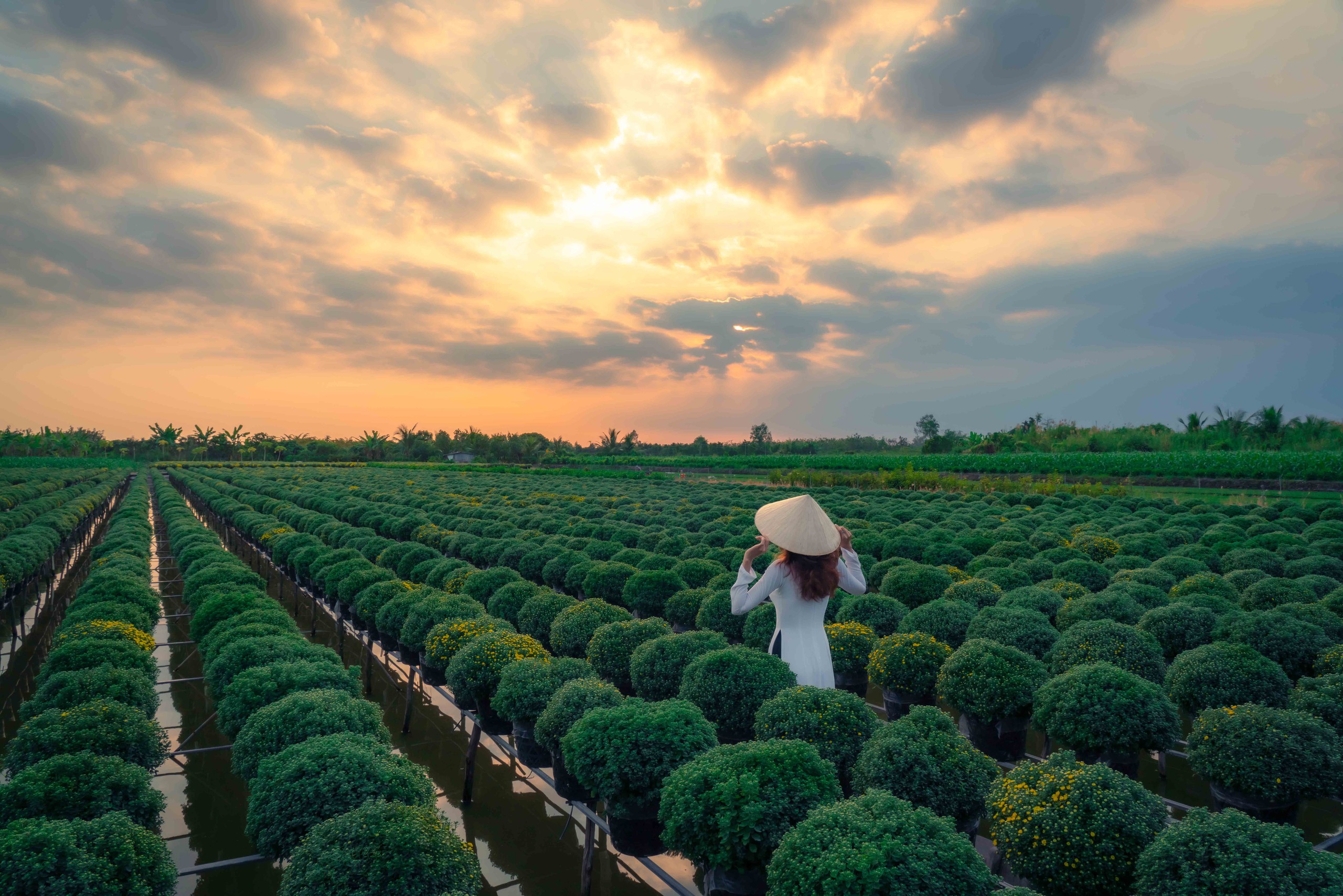 Ngắm làng hoa đẹp nhất Việt Nam những ngày giáp tết- Ảnh 9. Ngắm làng hoa đẹp nhất Việt Nam những ngày giáp tết- Ảnh 9.