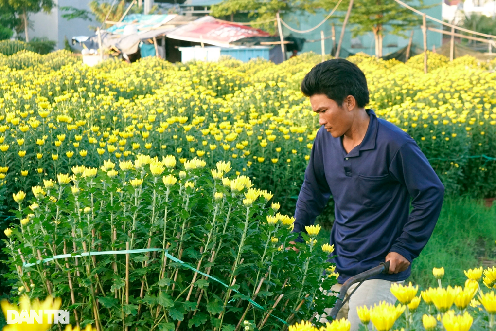 Nhà vườn tiết lộ lý do thà đập bỏ còn hơn bán rẻ hoa Tết - 3 Nhà vườn tiết lộ lý do thà đập bỏ còn hơn bán rẻ hoa Tết - 3