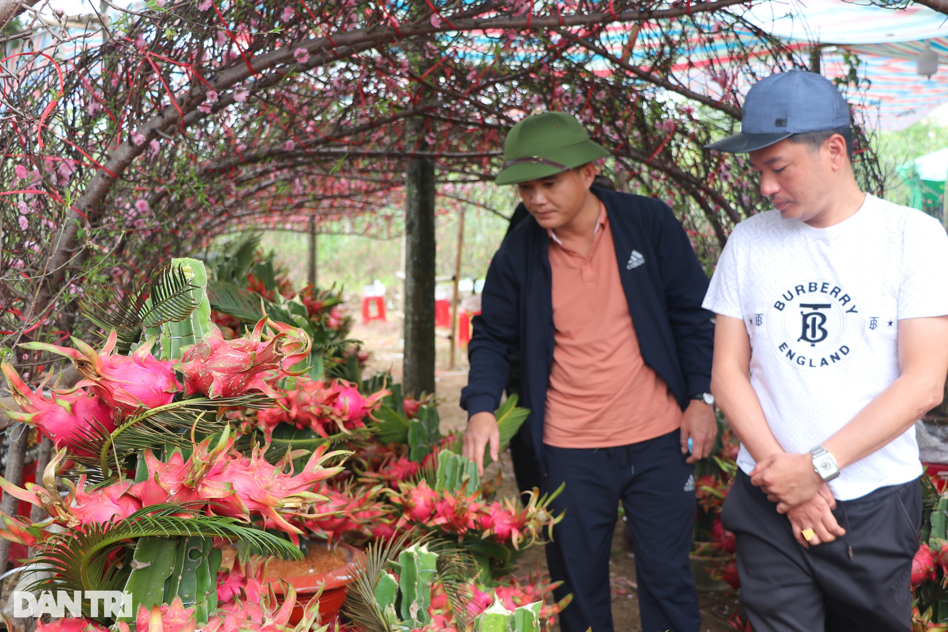 Chậu cảnh thanh long dáng rồng cuộn vừa chào Tết đã đắt khách - 8 Chậu cảnh thanh long dáng rồng cuộn vừa chào Tết đã đắt khách - 8