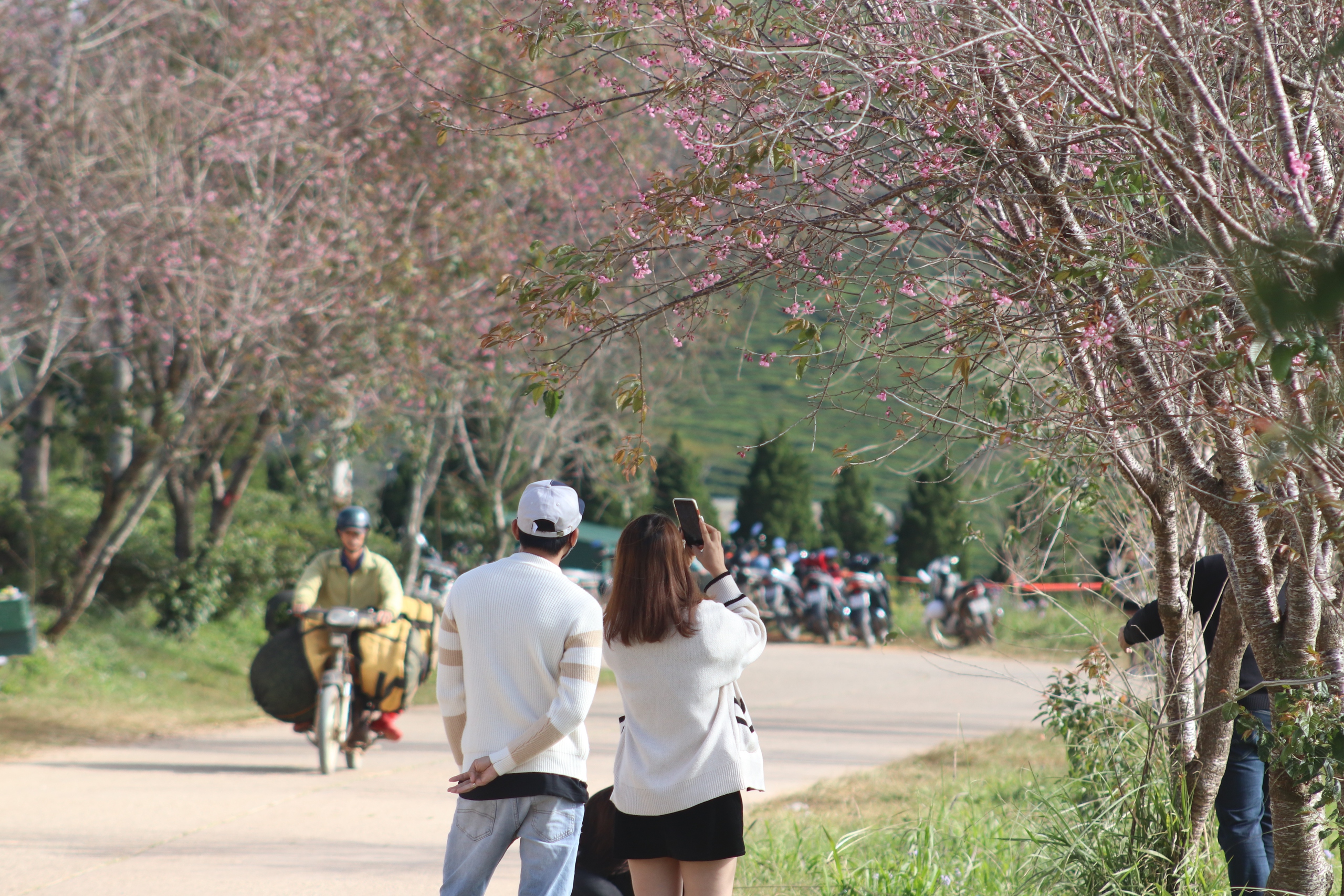 Du khách Đà Lạt mong ngóng hoa mai anh đào bung nở- Ảnh 5. Du khách Đà Lạt mong ngóng hoa mai anh đào bung nở- Ảnh 5.