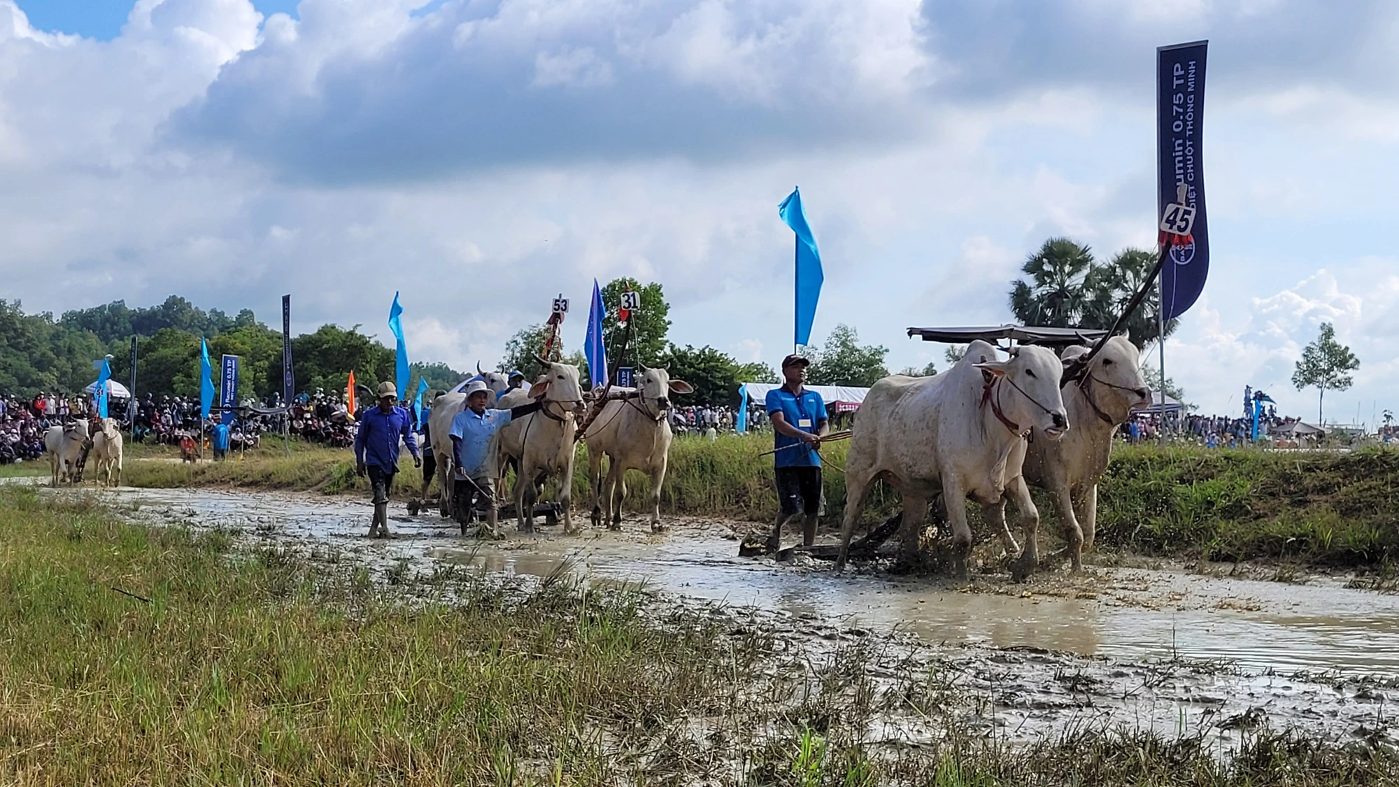 An Giang nhộn nhịp lễ hội đua bò Bảy Núi - Ảnh 2. An Giang nhộn nhịp lễ hội đua bò Bảy Núi - Ảnh 2.