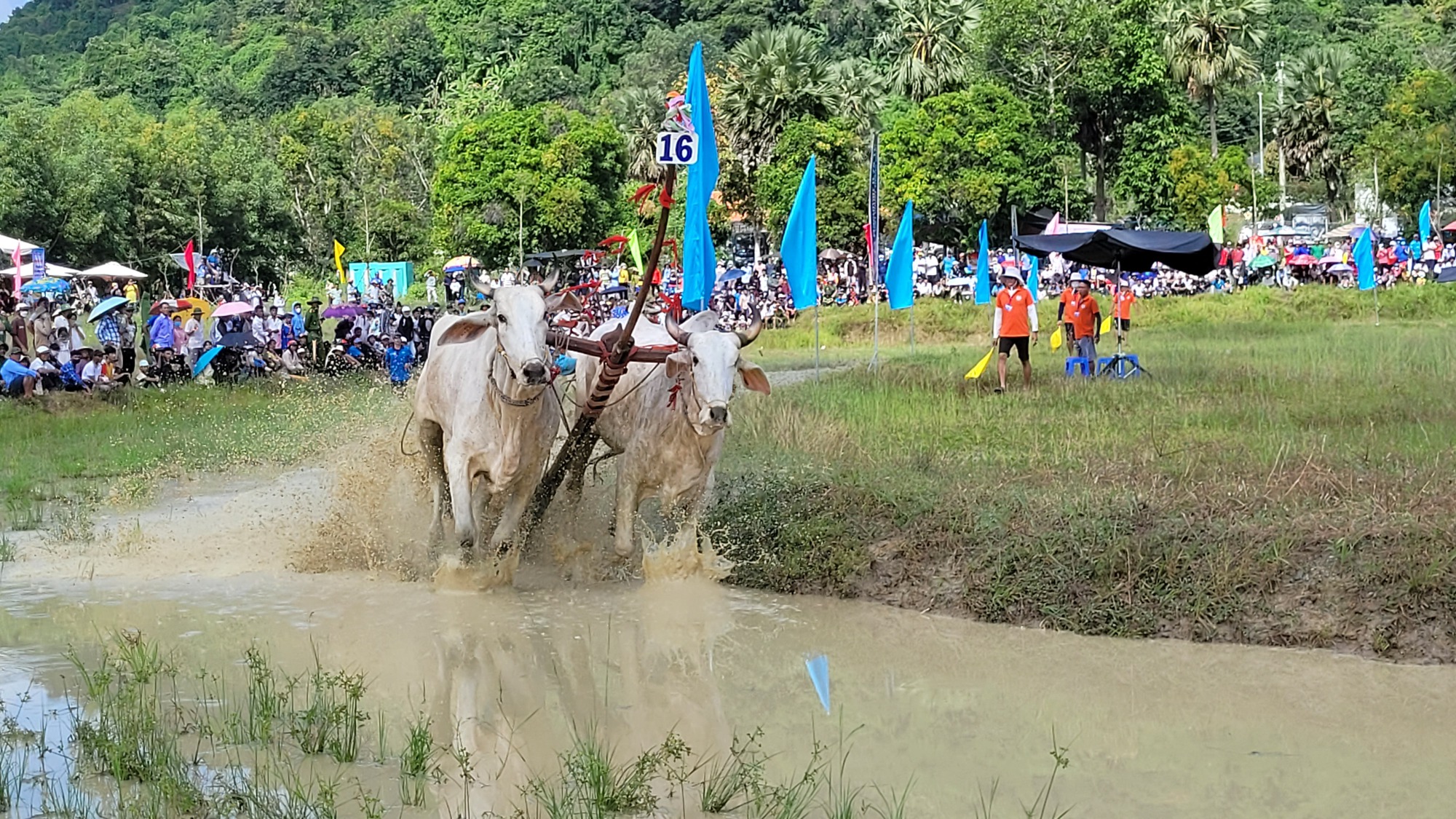 An Giang nhộn nhịp lễ hội đua bò Bảy Núi - Ảnh 3. An Giang nhộn nhịp lễ hội đua bò Bảy Núi - Ảnh 3.