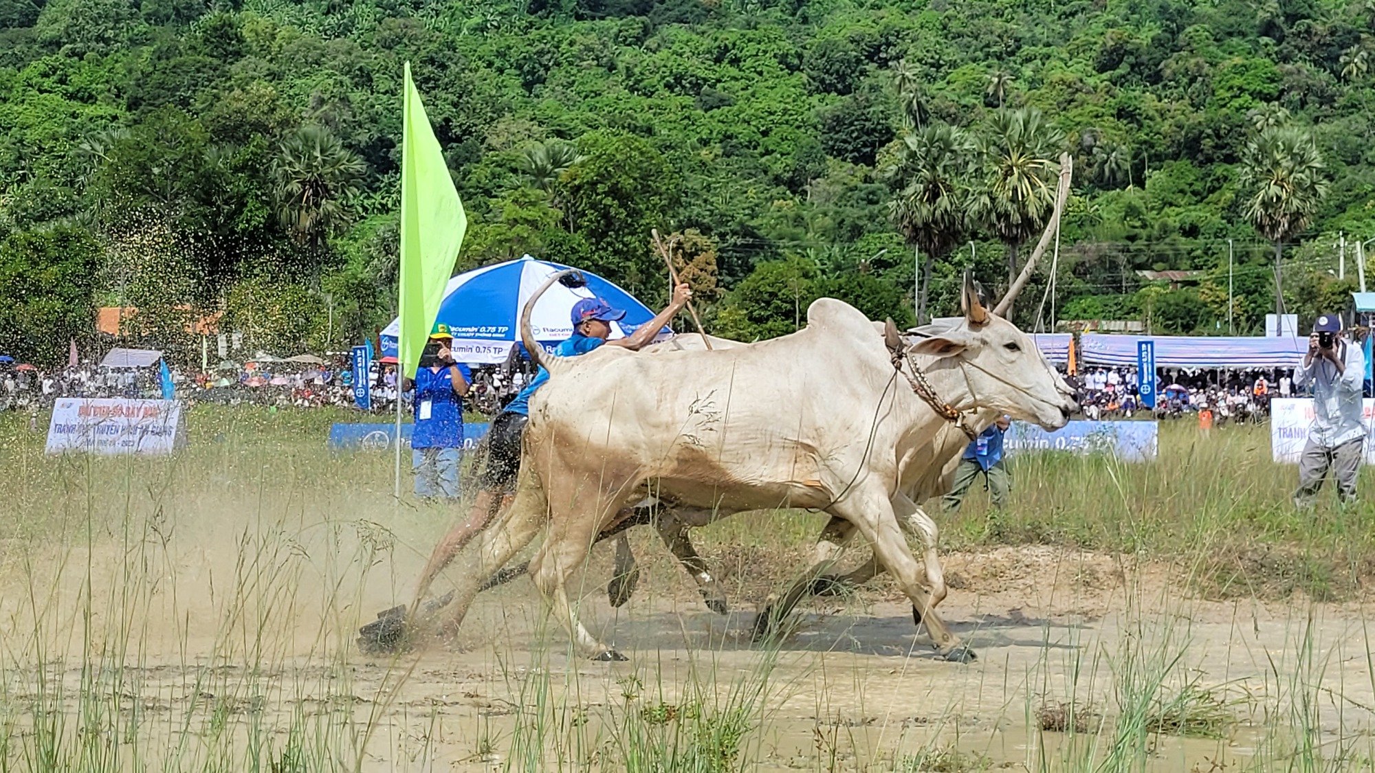 An Giang nhộn nhịp lễ hội đua bò Bảy Núi - Ảnh 4. An Giang nhộn nhịp lễ hội đua bò Bảy Núi - Ảnh 4.