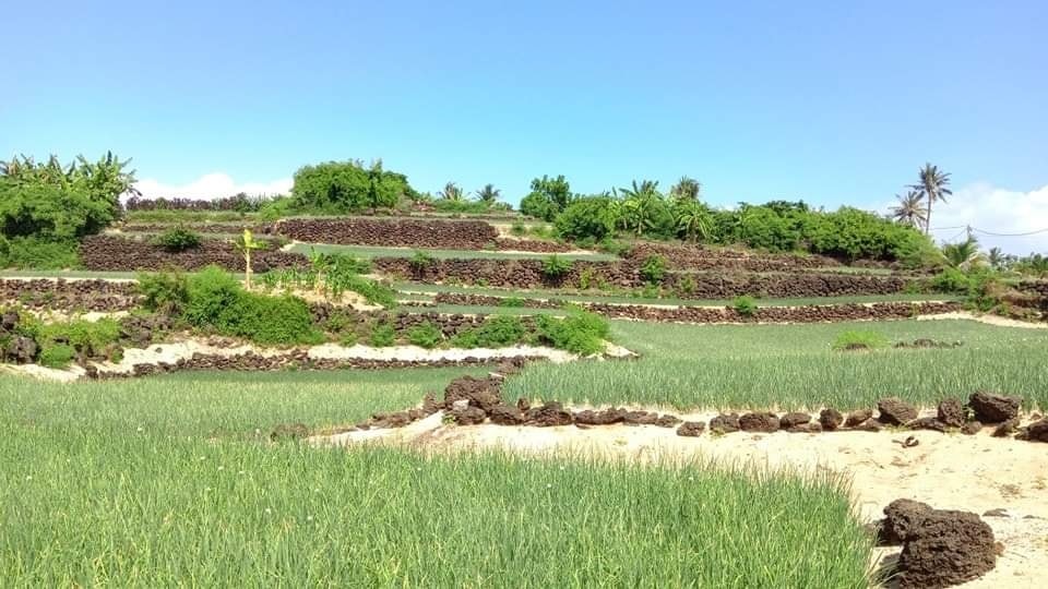Đắm say bên thiên đường du lịch Lý Sơn - Ảnh 14. Đắm say bên thiên đường du lịch Lý Sơn - Ảnh 14.