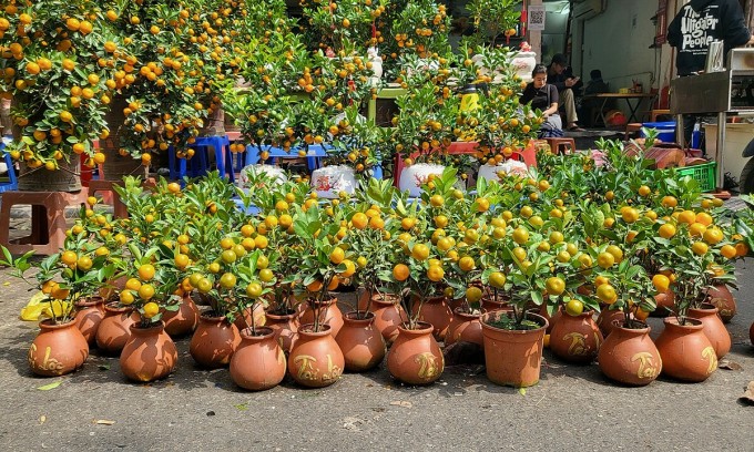 Những cây quất mini có giá 100.000-120.000 đồng gồm cả chậu được bày bán nhiều ở chợ hoa Hàng Lược. Ảnh: Anh Tú