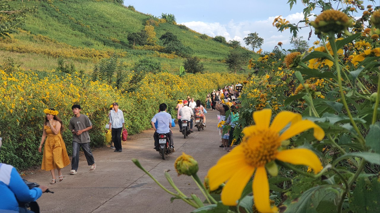 Ngất ngây với triệu đóa Dã Quỳ trên đỉnh Chư Đăng Ya - Ảnh 7. Ngất ngây với triệu đóa Dã Quỳ trên đỉnh Chư Đăng Ya - Ảnh 7.