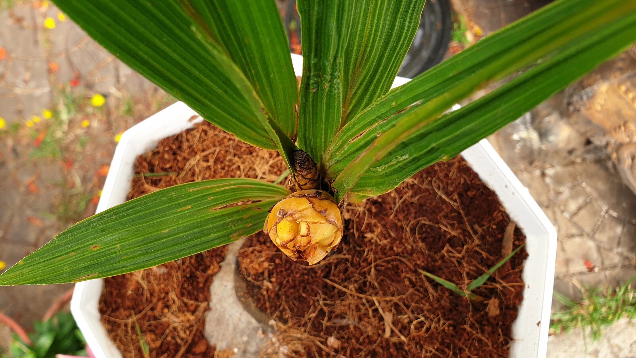 Độc lạ cây dừa cao 40cm, 6 tháng đã ra hoa, chờ kết trái- Ảnh 3.
