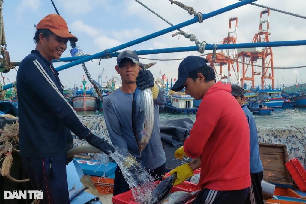 Trúng mẻ cá ngừ 30 tấn, thuyền viên chia nhau gần 1 tỷ đồng ăn Tết - 2