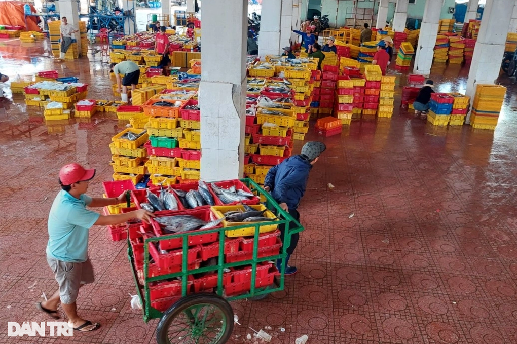 Trúng mẻ cá ngừ 30 tấn, thuyền viên chia nhau gần 1 tỷ đồng ăn Tết - 4 Trúng mẻ cá ngừ 30 tấn, thuyền viên chia nhau gần 1 tỷ đồng ăn Tết - 4