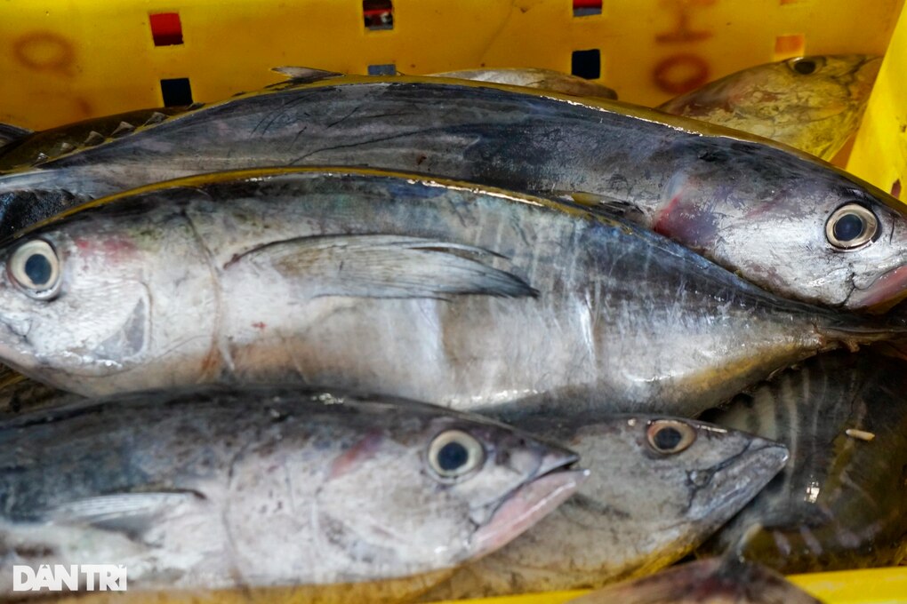 Trúng mẻ cá ngừ 30 tấn, thuyền viên chia nhau gần 1 tỷ đồng ăn Tết - 5