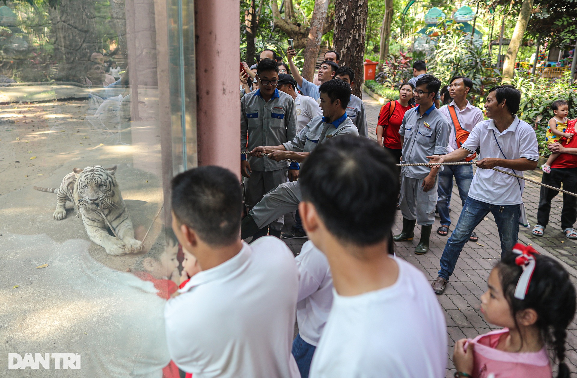 Hổ trắng 300kg kéo co với du khách trong Thảo Cầm Viên mùng 1 Tết - 12 Hổ trắng 300kg kéo co với du khách trong Thảo Cầm Viên mùng 1 Tết - 12