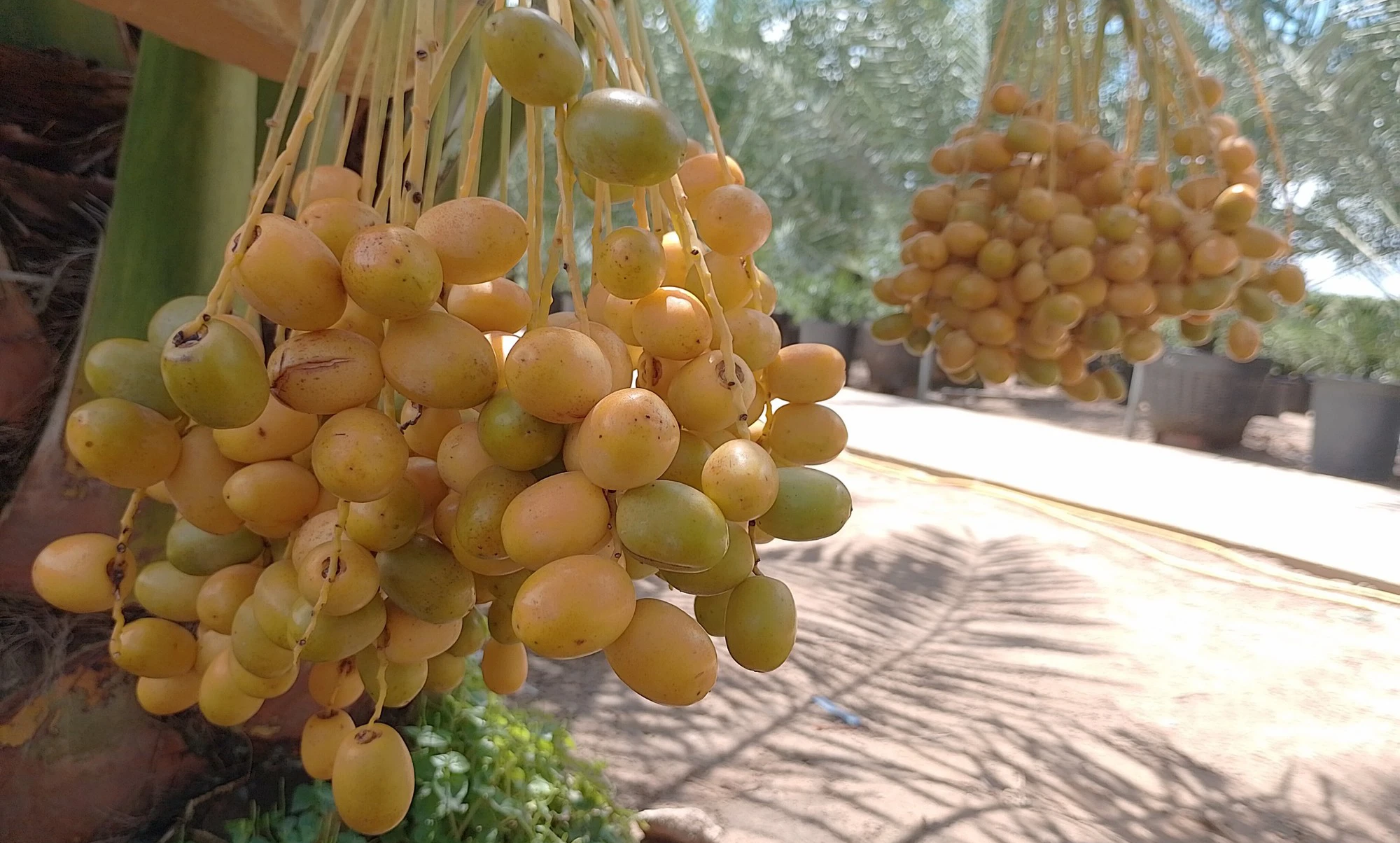 Bỏ nghề điện ảnh, bén duyên với cây chà là - Ảnh 2. Bỏ nghề điện ảnh, bén duyên với cây chà là - Ảnh 2.