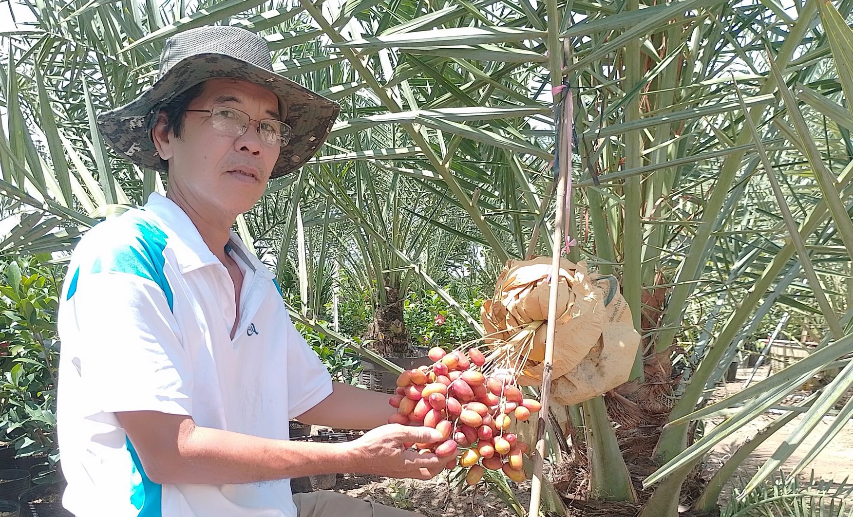 Bỏ nghề điện ảnh, bén duyên với cây chà là - Ảnh 3. Bỏ nghề điện ảnh, bén duyên với cây chà là - Ảnh 3.