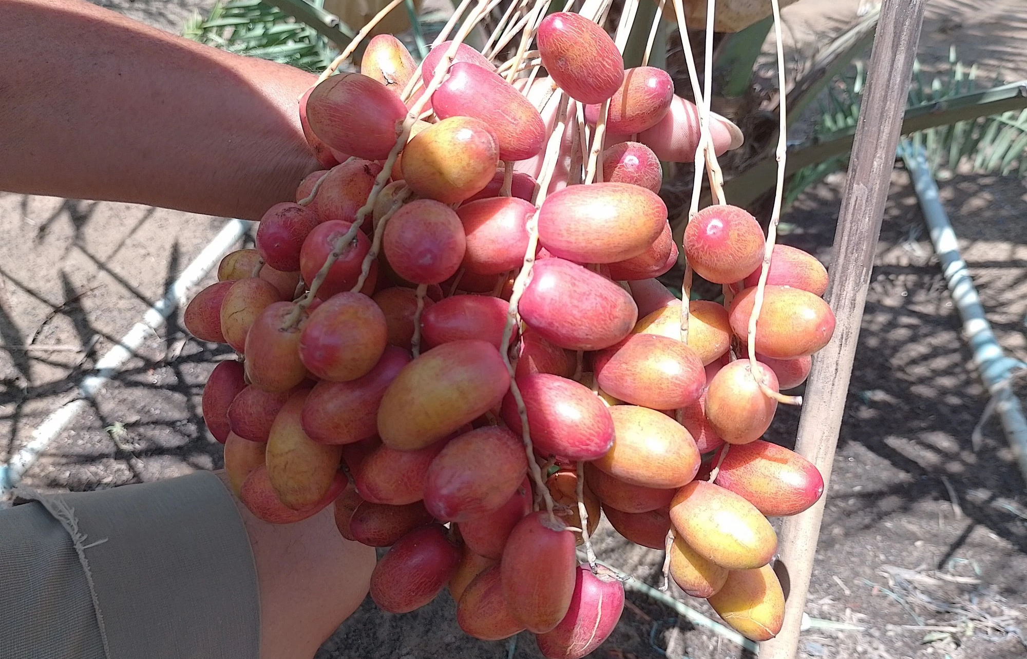 Bỏ nghề điện ảnh, bén duyên với cây chà là - Ảnh 4. Bỏ nghề điện ảnh, bén duyên với cây chà là - Ảnh 4.