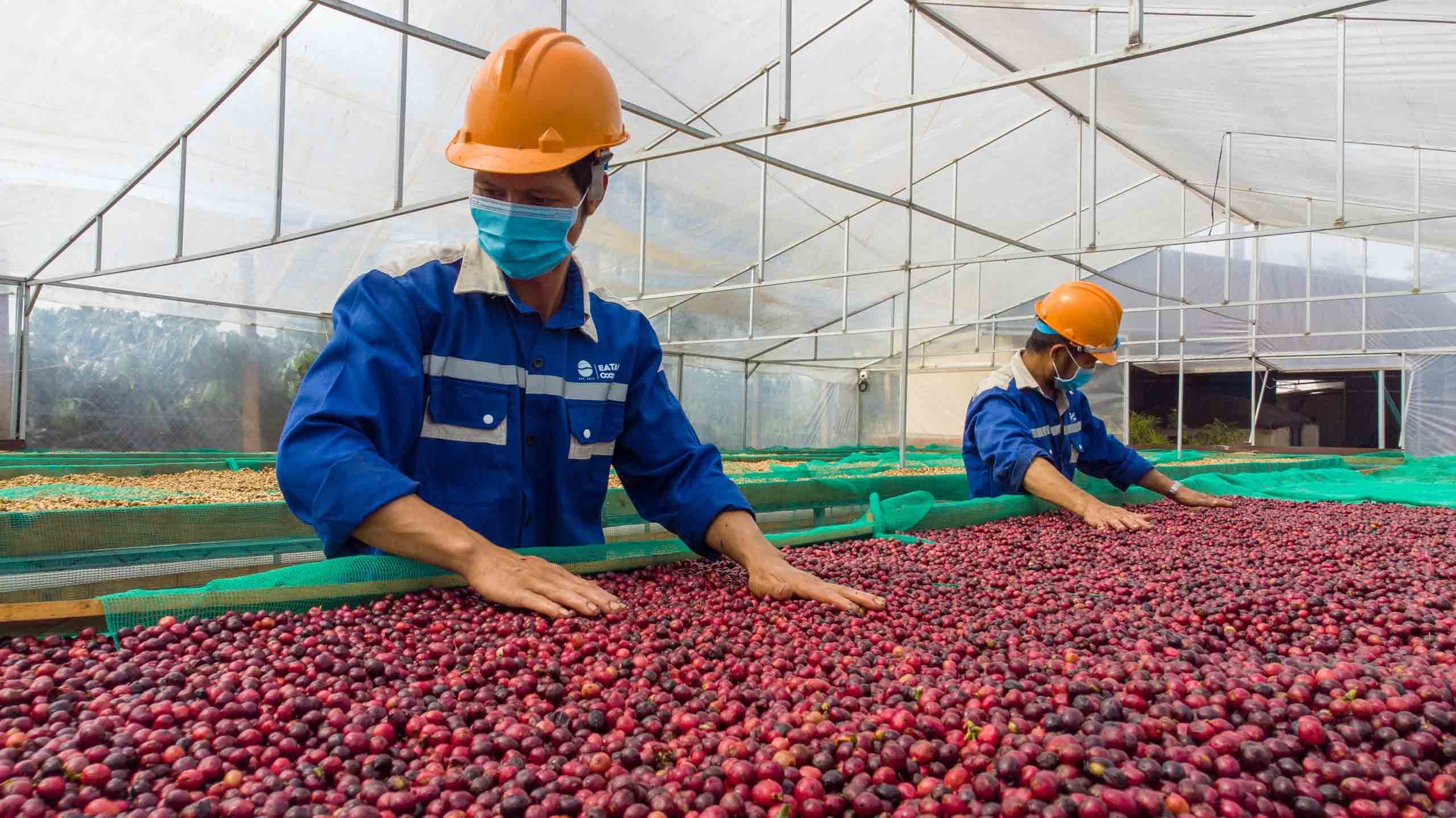 Cà phê Việt 'vẽ' lại thị trường thế giới- Ảnh 2. Cà phê Việt 'vẽ' lại thị trường thế giới- Ảnh 2.