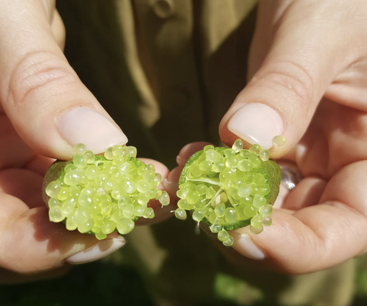 Loại quả mệnh danh "trứng cá caviar" giới nhà giàu săn lùng, gần nửa chỉ vàng/kg - Ảnh 2. Loại quả mệnh danh "trứng cá caviar" giới nhà giàu săn lùng, gần nửa chỉ vàng/kg - Ảnh 2.
