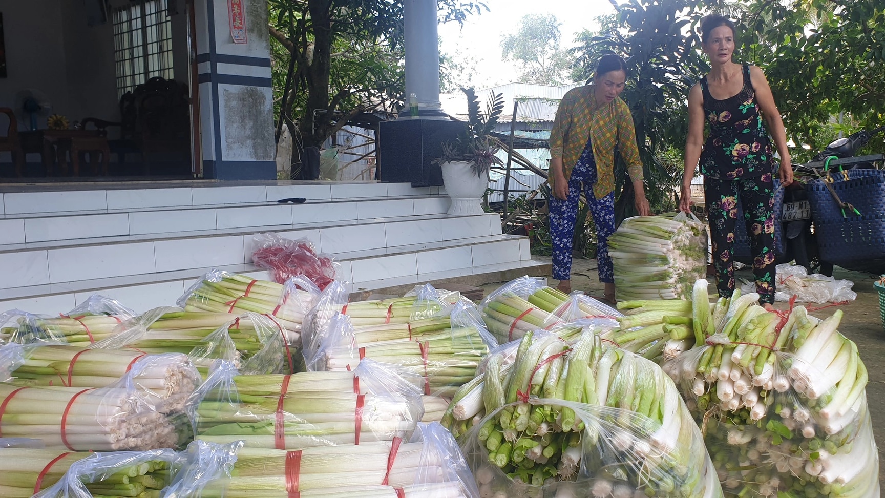 Người dân ở Cà Mau thu hoạch rau mác thu tiền triệu mỗi tháng - Ảnh 2.