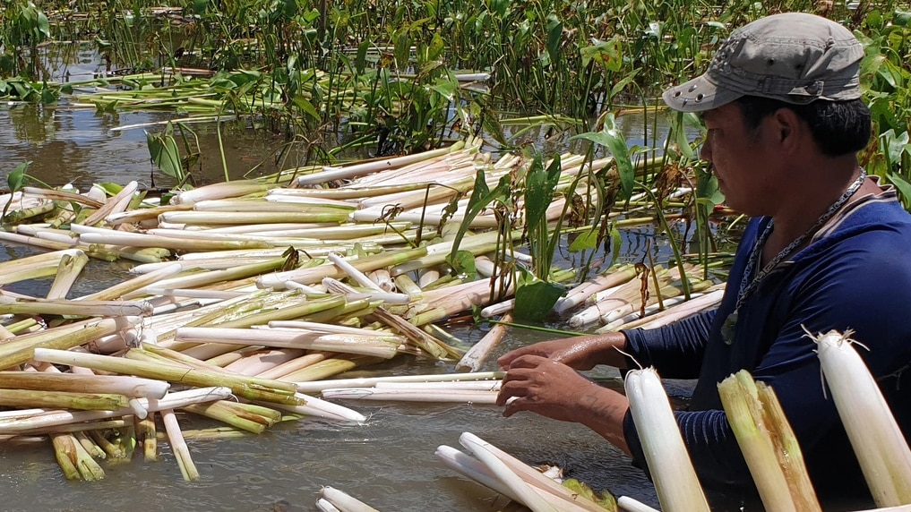 Người dân ở Cà Mau thu hoạch rau mác thu tiền triệu mỗi tháng - Ảnh 5.