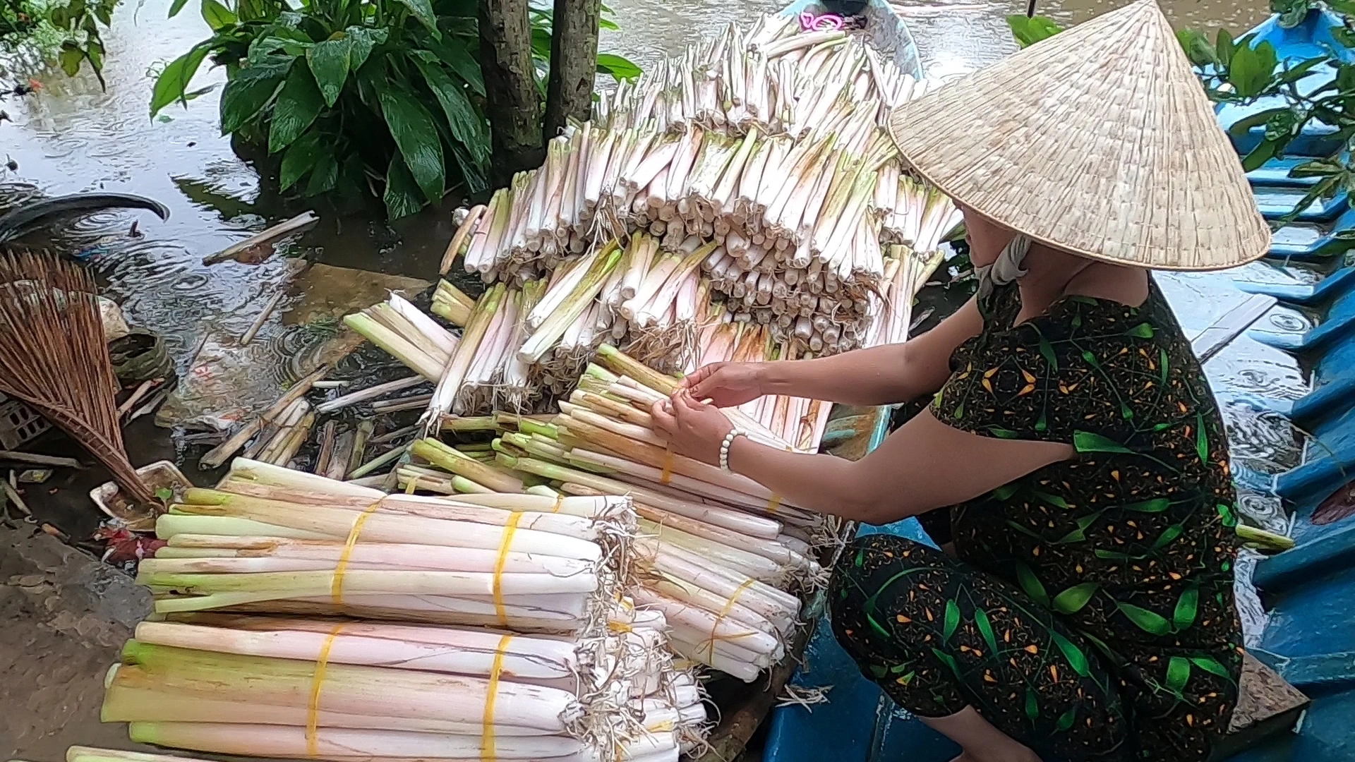 Người dân ở Cà Mau thu hoạch rau mác thu tiền triệu mỗi tháng - Ảnh 6. Người dân ở Cà Mau thu hoạch rau mác thu tiền triệu mỗi tháng - Ảnh 6.