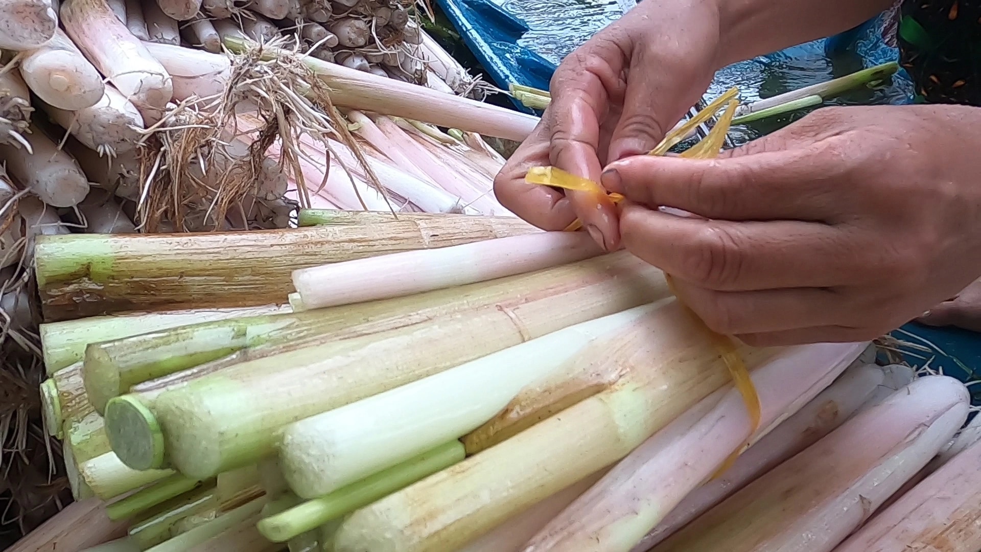 Người dân ở Cà Mau thu hoạch rau mác thu tiền triệu mỗi tháng - Ảnh 7.