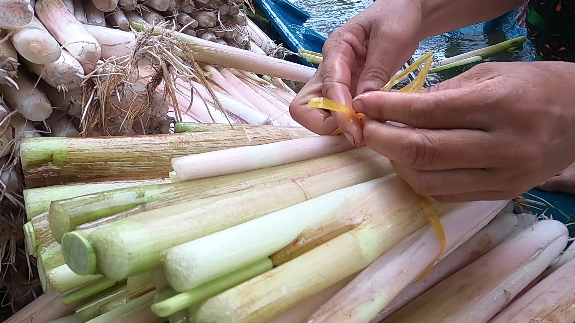 Người dân ở Cà Mau thu hoạch rau mác thu tiền triệu mỗi tháng - Ảnh 7. Người dân ở Cà Mau thu hoạch rau mác thu tiền triệu mỗi tháng - Ảnh 7.