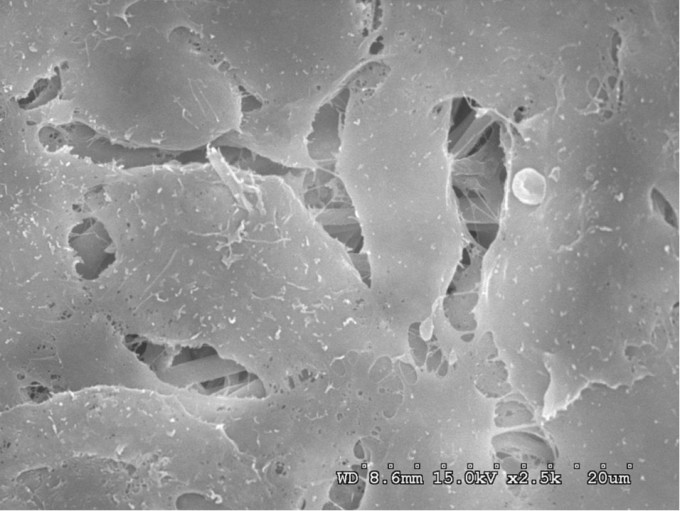 Tế bào xươn sụn của đầu gối được cấy lên trên màng chitosan làm từ vỏ tôm. Ảnh: Nhóm nghiên cứu