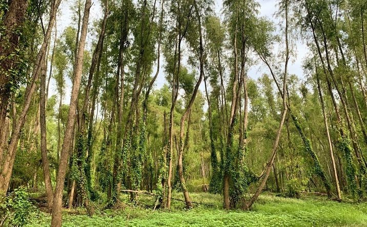 Nơi bảo tồn tràm gió nguyên sinh, môi trường sống của muôn loài tại Điểm tham quan Khu Bảo tồn Đồng Tháp Mười thật kỳ diệu