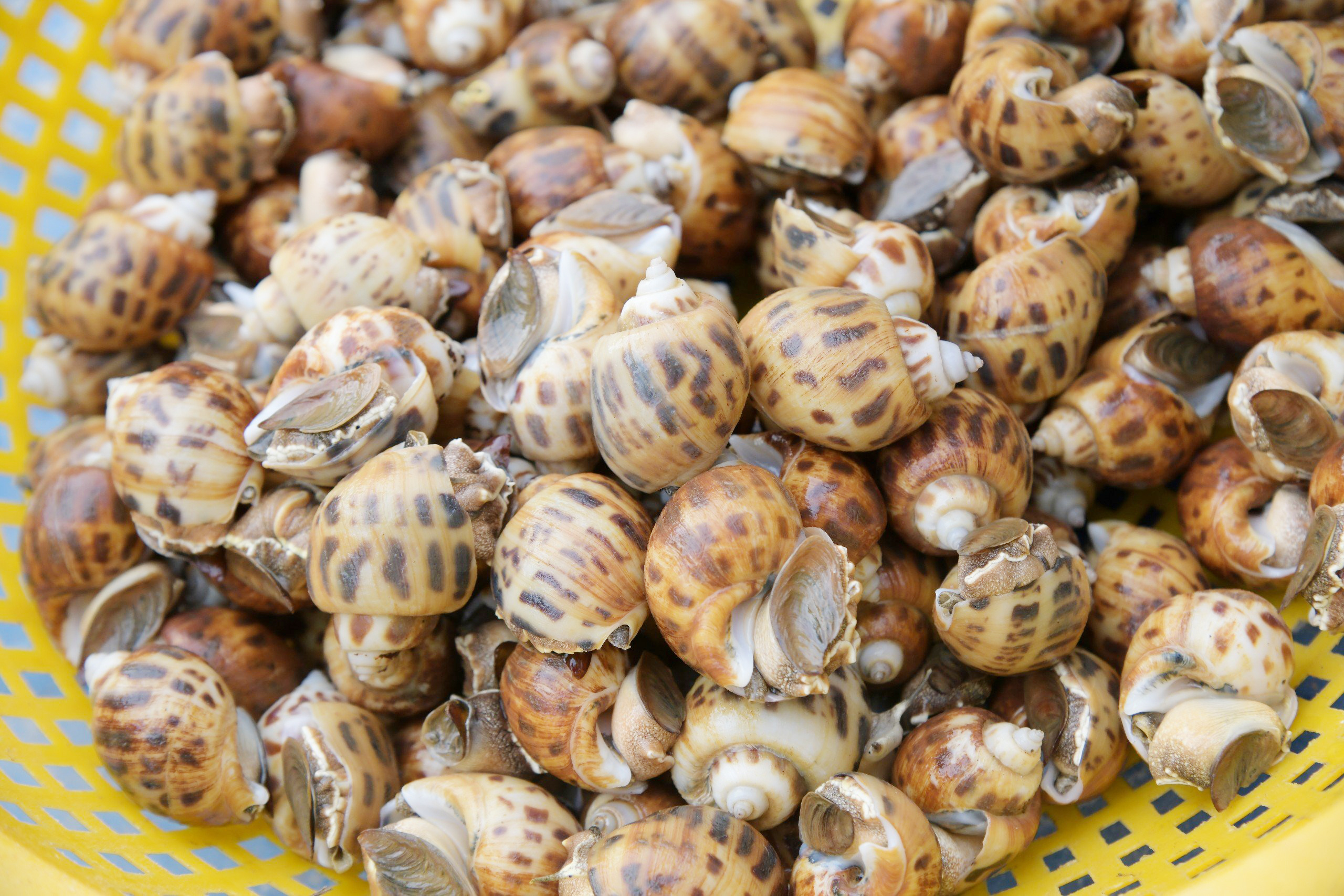 Bỏ tôm, nuôi ốc hương, nông dân miền Tây thu lãi tiền tỉ- Ảnh 3. Bỏ tôm, nuôi ốc hương, nông dân miền Tây thu lãi tiền tỉ- Ảnh 3.