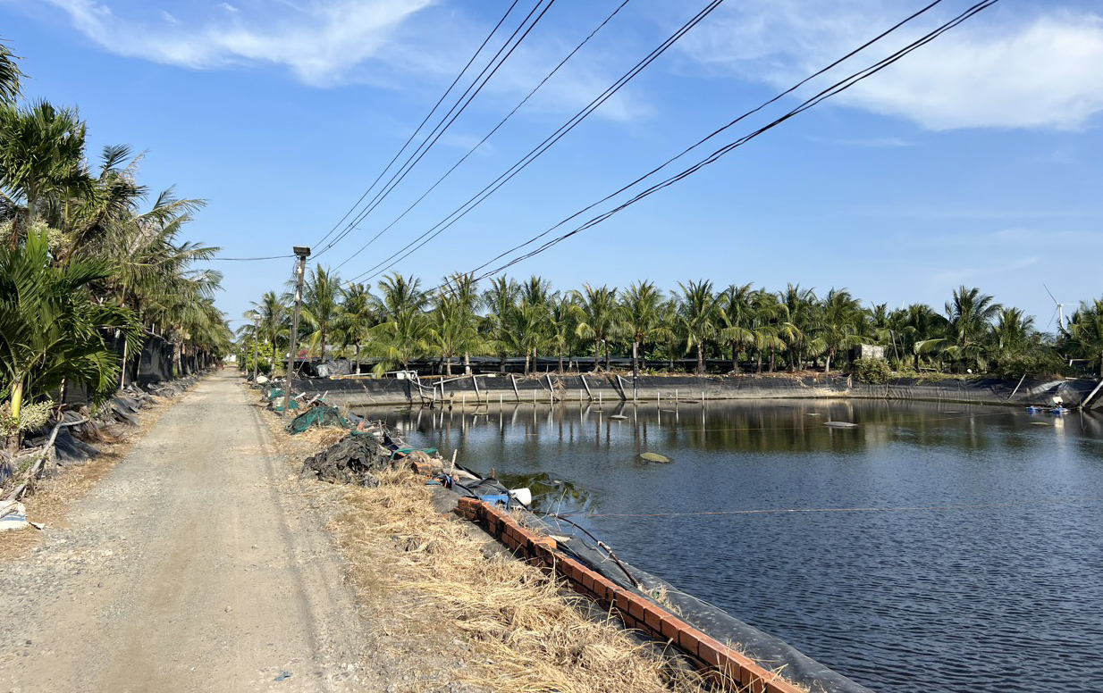 Bỏ tôm, nuôi ốc hương, nông dân miền Tây thu lãi tiền tỉ- Ảnh 4. Bỏ tôm, nuôi ốc hương, nông dân miền Tây thu lãi tiền tỉ- Ảnh 4.