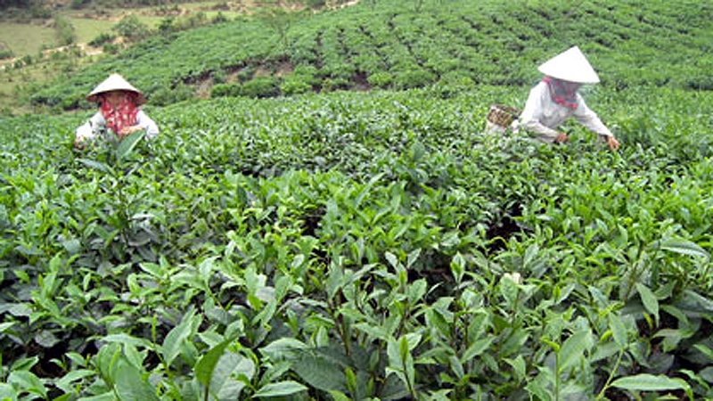 Đa dạng mô hình sinh kế, tạo điều kiện cho hộ dân thoát nghèo bền vững hình ảnh 2 Da dang mo hinh sinh ke, tao dieu kien cho ho dan thoat ngheo ben vung hinh anh 2