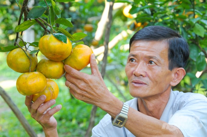 anh-7-145034_436-145036.jpg Ông Đoàn Anh Kiệt, chủ vườn quýt hồng ở ấp Long Khánh, xã Long Hậu (huyện Lai Vung) trồng 5 công quýt hồng, đã có nhiều năm mở cửa đón khách du lịch vào vườn tham quan cho biết: Thông thường vào tháng Chạp, vườn quýt hồng chín ửng vàng, lúc đó bắt đầu mở cửa cho khách vào tham quan vườn.