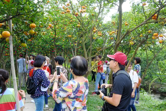 anh-12-145053_485-145053.jpg Nhiều du khách tranh thủ những ngày chưa cận Tết đến vườn quýt hồng chụp ảnh lưu niệm. Để phục vụ tốt nhu cầu khách tham quan, chủ vườn còn phục vụ các món ăn dân dã mang đậm hương vị đồng quê như cá lóc, gà, nước ép quýt, rượu quýt…