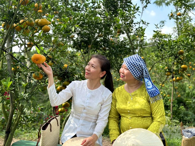 anh-14-145059_571-145100.jpg Giá vé cho du khách vào vườn quýt hồng tham quan đối với người lớn là 50.000 đồng/lượt, trẻ em là 30.000 đồng/lượt. Giá quýt bán lẻ cho khách tham quan là 80.000 đồng/kg, bán sỉ 55.000 đồng/kg.