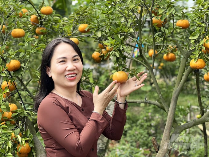 anh-15-145101_493-145102.jpg Ông Lưu Văn Tín, Giám đốc HTX quýt hồng Lai Vung cho biết: Ngoài việc canh tác quýt hồng bán trái, làm du lịch, vài năm nay, nông dân Lai Vung còn sản xuất quýt hồng kiểng đưa vào chậu để phục vụ người dân chơi kiểng Tết.