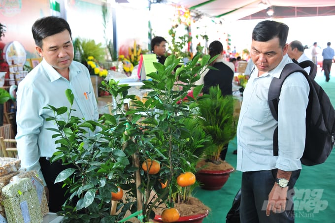 anh-2-151405_606-151406.jpg Đặc sản cây quýt hồng kiểng Lai Vung hấp dẫn thị trường Tết. Ảnh: Lê Hoàng Vũ.